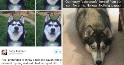 10+ Hilarious Photos That Will Remind You of Just How Weird Huskies Are