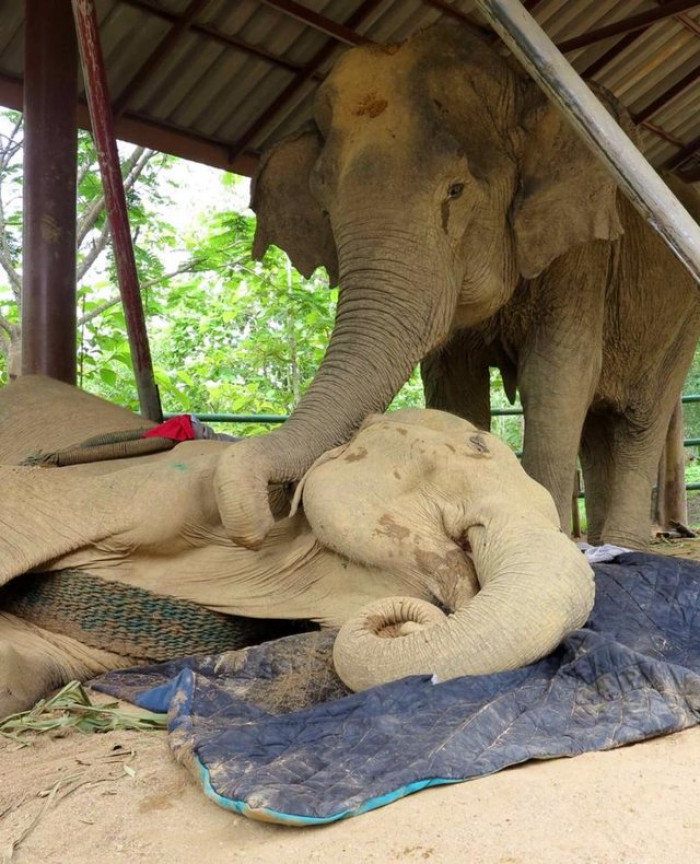 Boon Thong had comforted an elderly elephant named Sao Noi