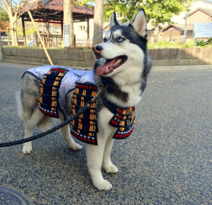 8. A samurai Husky.