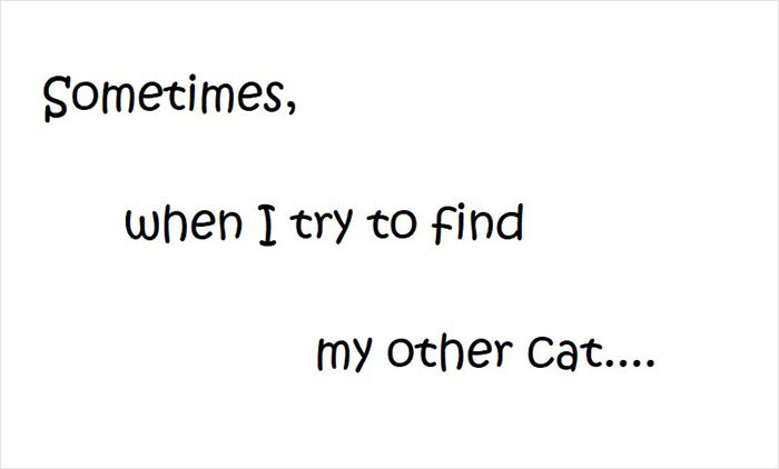 How to Find a Lost Cat