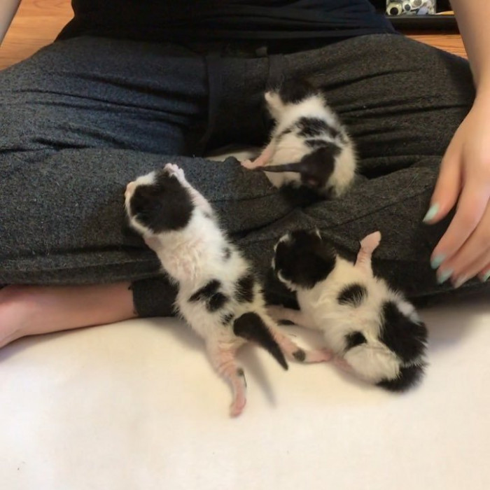 Cute tabby kitten with perked ears, relaxing while being fostered
