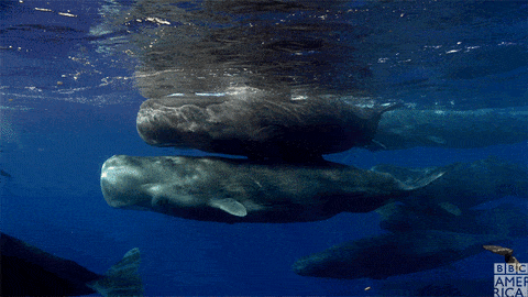 Dead male sperm whale on Spain’s Murcian coast, with plastic debris.
