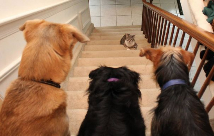 #73 It's A Trap! Or At Least It Looks That Way To Dawn, My Cat, As She Decides Whether Or Not To Go Up The Stairs Past My Three Dogs: Jasper, Lilah And Tucker