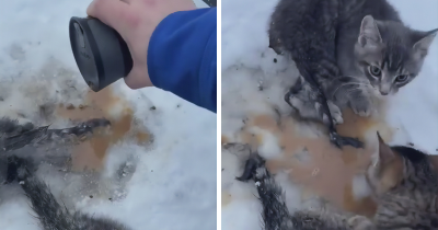 This Man’s Quick Thinking Saved The Lives Of Three Little Kittens When He Used His Warm Coffee To Set Them Free From The Ice