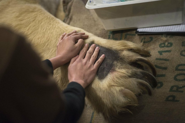 Human Hand Vs Polar Bear Paw