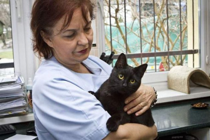 Meet Rademenes, the green-eyed moggy, also known as the 'nurse cat'.