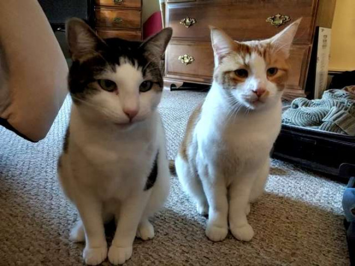 Traveling even short distances can be stressful for cats, so traveling so far for Conan was definitely unsettling.