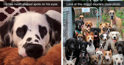 10+ Hilarious Snapchats Of Dogs That Will Make Everybody Laugh