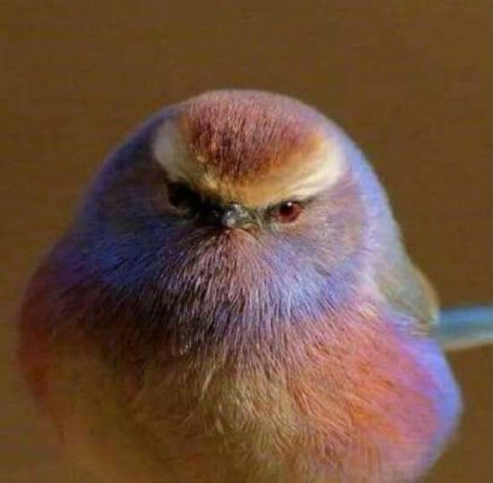 Besides their cuteness, they are also very polite birds.