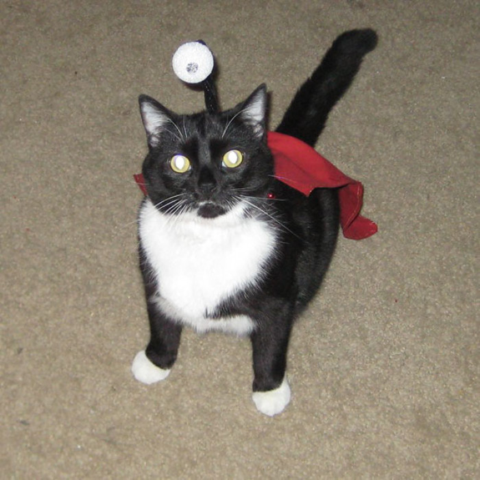 "Let The Feast Of A Thousand Hams Begin! - My Cat Stewie Dressed Up As Nibbler From Last Halloween"