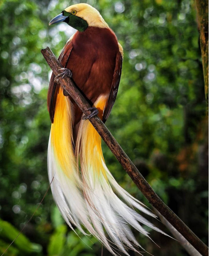 Juvenile nestlings leave the nest about 20 days after hatching. 