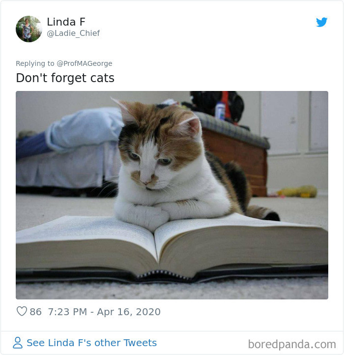 1. Cats are good students too