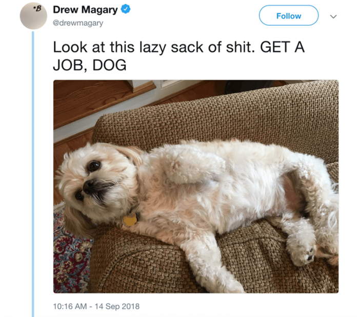 4. This dog looks like it just came to have a good time, and it's feeling really attacked right now.