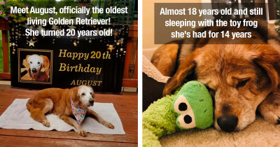 Senior Dogs Inspire People Everywhere When Their Posts Are Shared Online