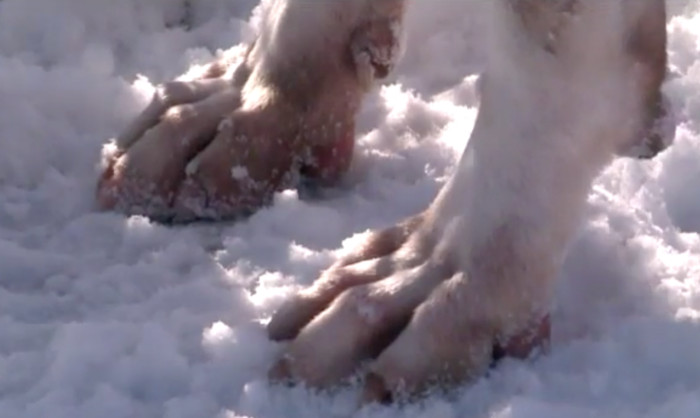 Person holding a leash near a home entrance, cold pet safety message