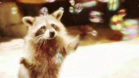 So... do you love raccoons now?