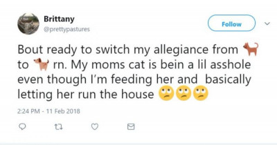 Things That You'll Only Find Funny If You Can Relate To Your Cat Being A Total Jerk