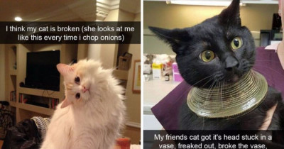Hilarious Cats That Are Completely Taking Over Snapchat