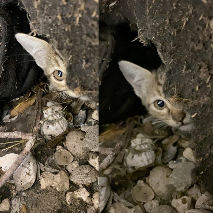 Here is Emmy. She peeks out from her hiding place in the rocks.