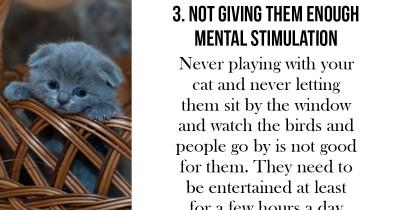 These 5 Things Will Make Your Cat Feel Extremely Unloved, So Make Sure You Don't Do Them