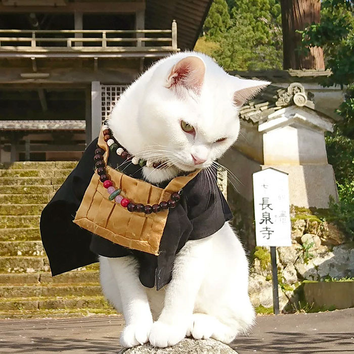 Although, Koyuki isn't the first cat monk since there are already there generations of cat monks. 