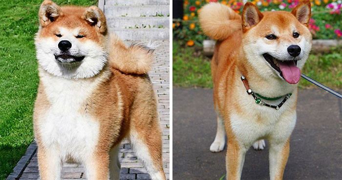 Akita Inu & Shiba Inu