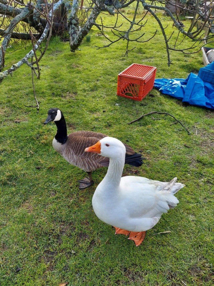 4. 'This wild goose flew in and became friends with my grandma’s farm goose. He hasn’t left in over a year.'