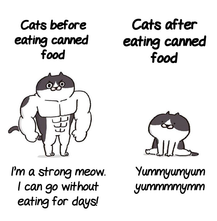 Cats and food