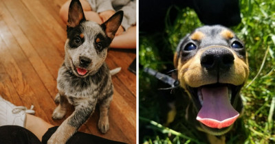 It's Been a Tough Week, and We All Need Cute Puppy Photos to Cheer Us Up
