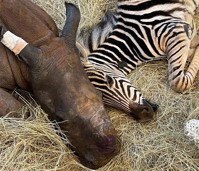 Modjadji and the baby rhino named Aquazi met at the ICU. That's when their friendship started.