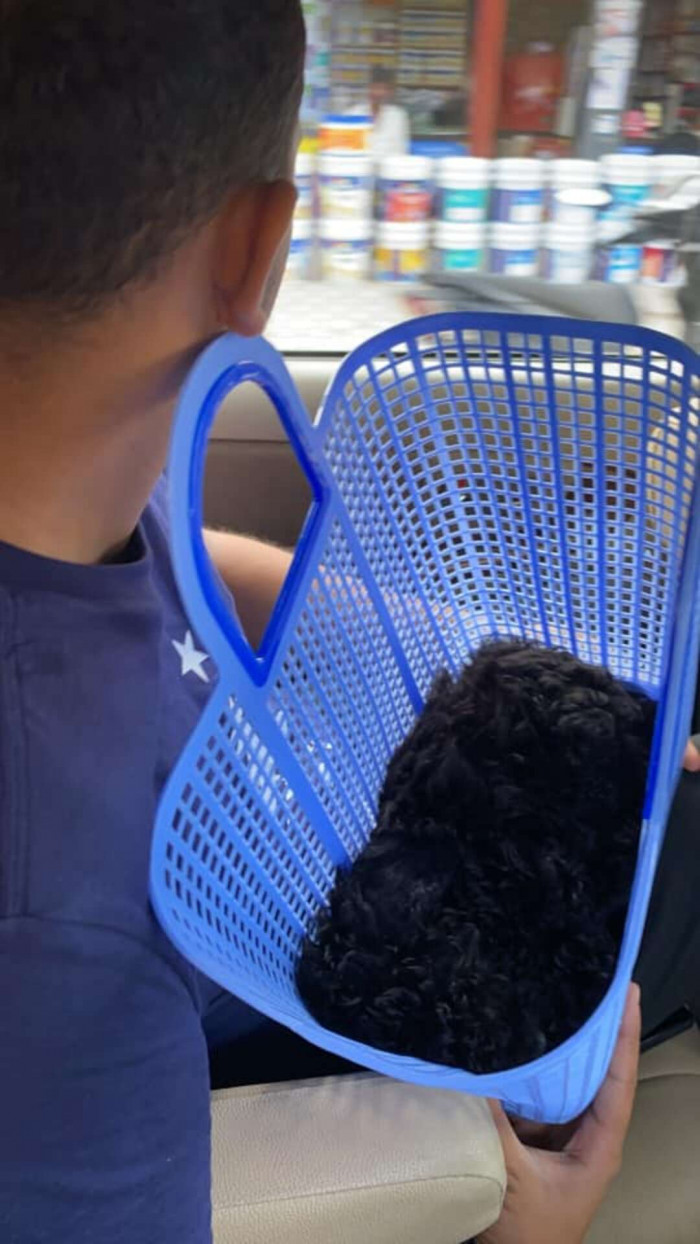 Dog positioned to match its surroundings, appearing nearly invisible to observers