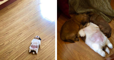 This Puppy Sleeps On Her Back Like a Human And It's Adorable