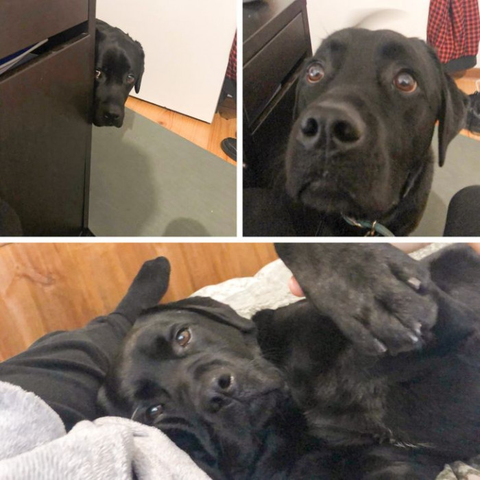 9. "My dog is terrified of walking through doorways. Today, for the first time in his life, he came into my room and snoozed on my bed."