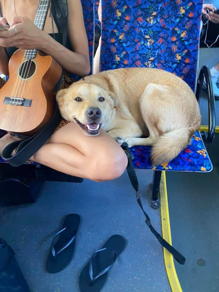 32. "Spotted this smiling cutie on the bus with his musical owner!"