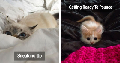 Little Kittens Are Getting Ready For Their First Sneak Attack And It's Definitely Adorable