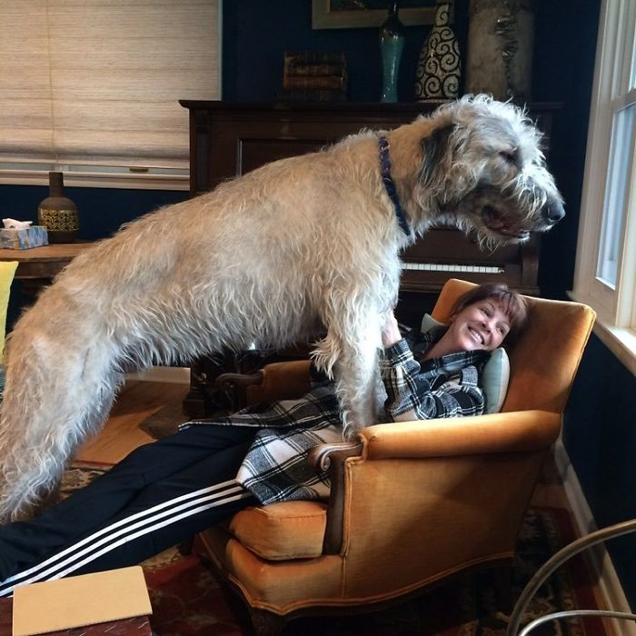 #36 My Buddy Chester Almost One Year Old Irish Wolfhound. He Wanted To Look Out The Window