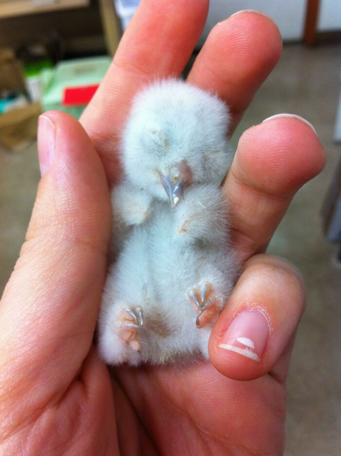 27. This Newborn Screech Owl Is The Cutest Thing I've Seen All Day