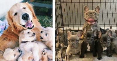 Adorable Dog Mommies With Their Pups Will Melt Your Heart