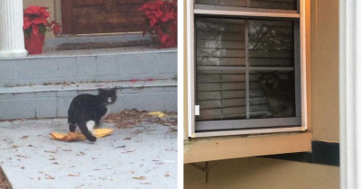 Neighborhood Cat Caught On Camera Burglarizing Another Home
