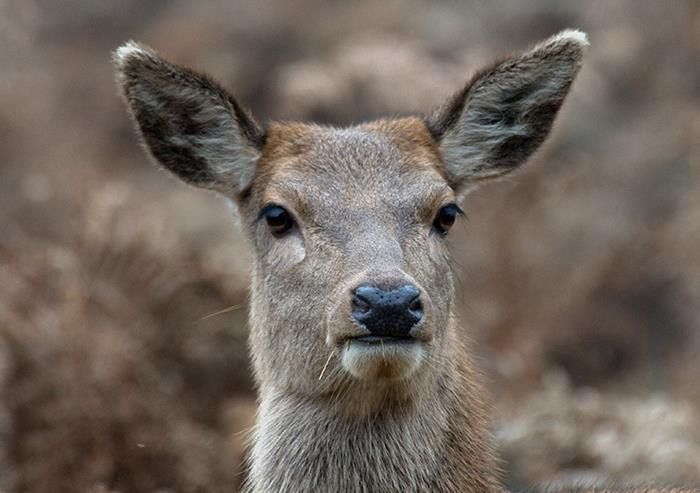 30. Don't get slaughtered.