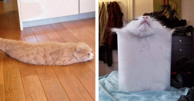 Adorable & Hilarious Photos Of Liquid Cats