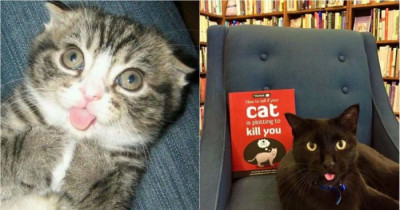 10+ Adorable Cats Purr-fectly Spitting Out Their Tongues