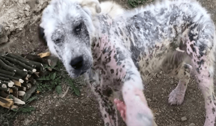 A sickly-looking stray canine in Romania approached some people and offered her paw in the hopes of being rescued, but she wouldn't abandon her pal.