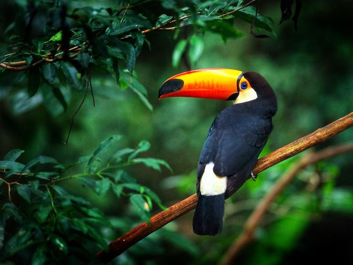 #41 Toucans Curl Into A Little Tiny Ball When They Sleep