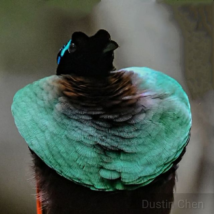 Surprisingly, not a lot is actually known about Wilson's birds of paradise when it comes to their breeding and mating habits... with a few exceptions. Most notably: the male's intricate dance routine.