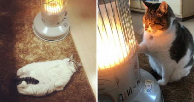 This Cat Fell In Love With A Heater This Winter And It Is Too Adorable