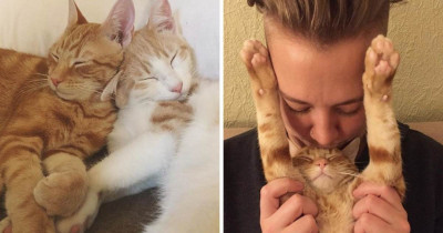 These Kitties Received An Automatic Feeder And Their Reaction Is Priceless