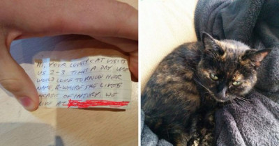 This Cat Came Home With An Unexpected Note Attached To Her Collar From Her 'Other' Family