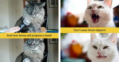 These Fuzzy Kitties Have The Same Facial Expressions That Humans Do, And It's Got Us In Our Feelings