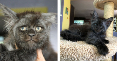 This Maine Coon Cat Looks Eerily Like A Human